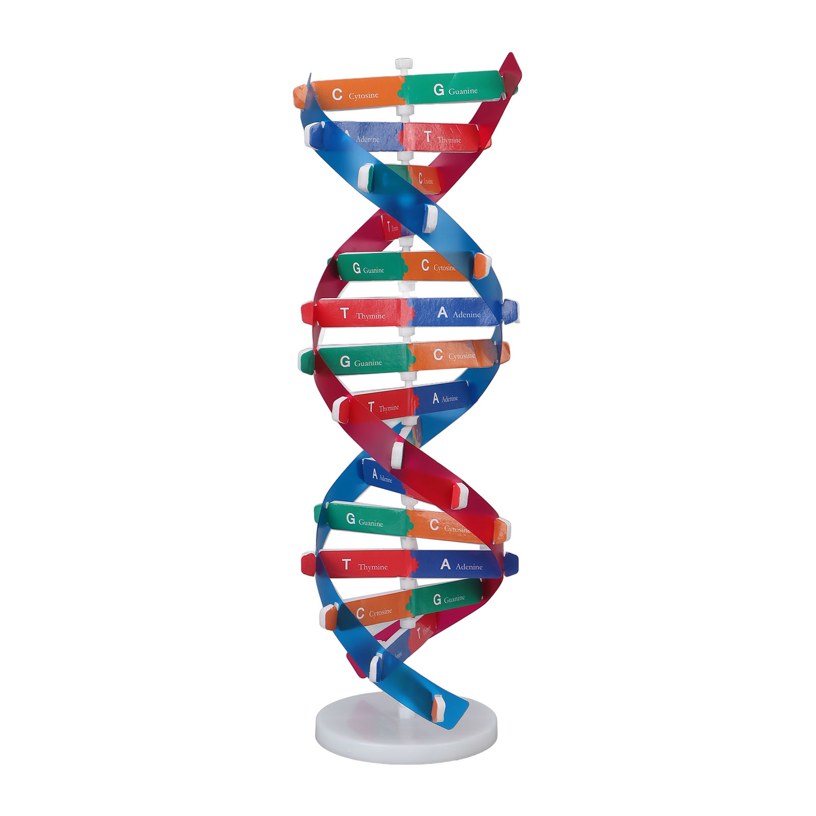 Science Kit - DNA Modeli Kiti İnsan DNA Modeli