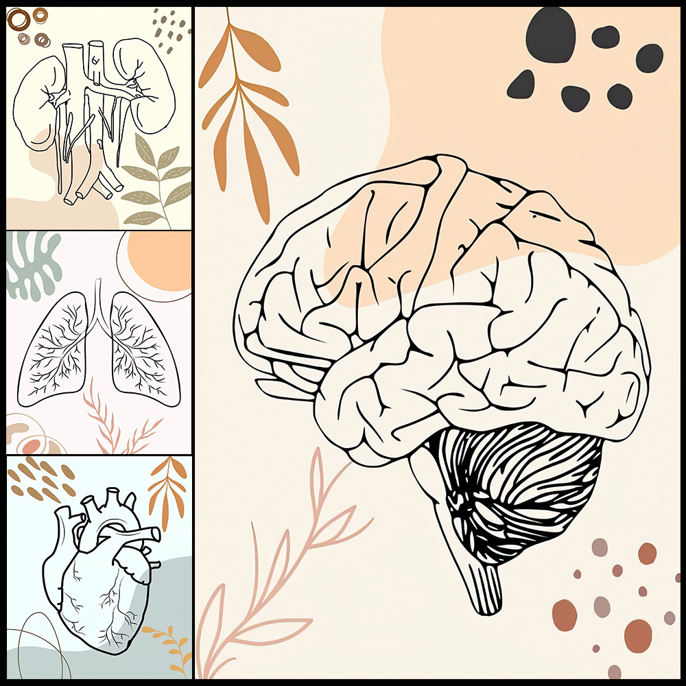 İnsan Anatomisi Bilim Beyin Kr - Science Nursery incelemesi ve fiyatı