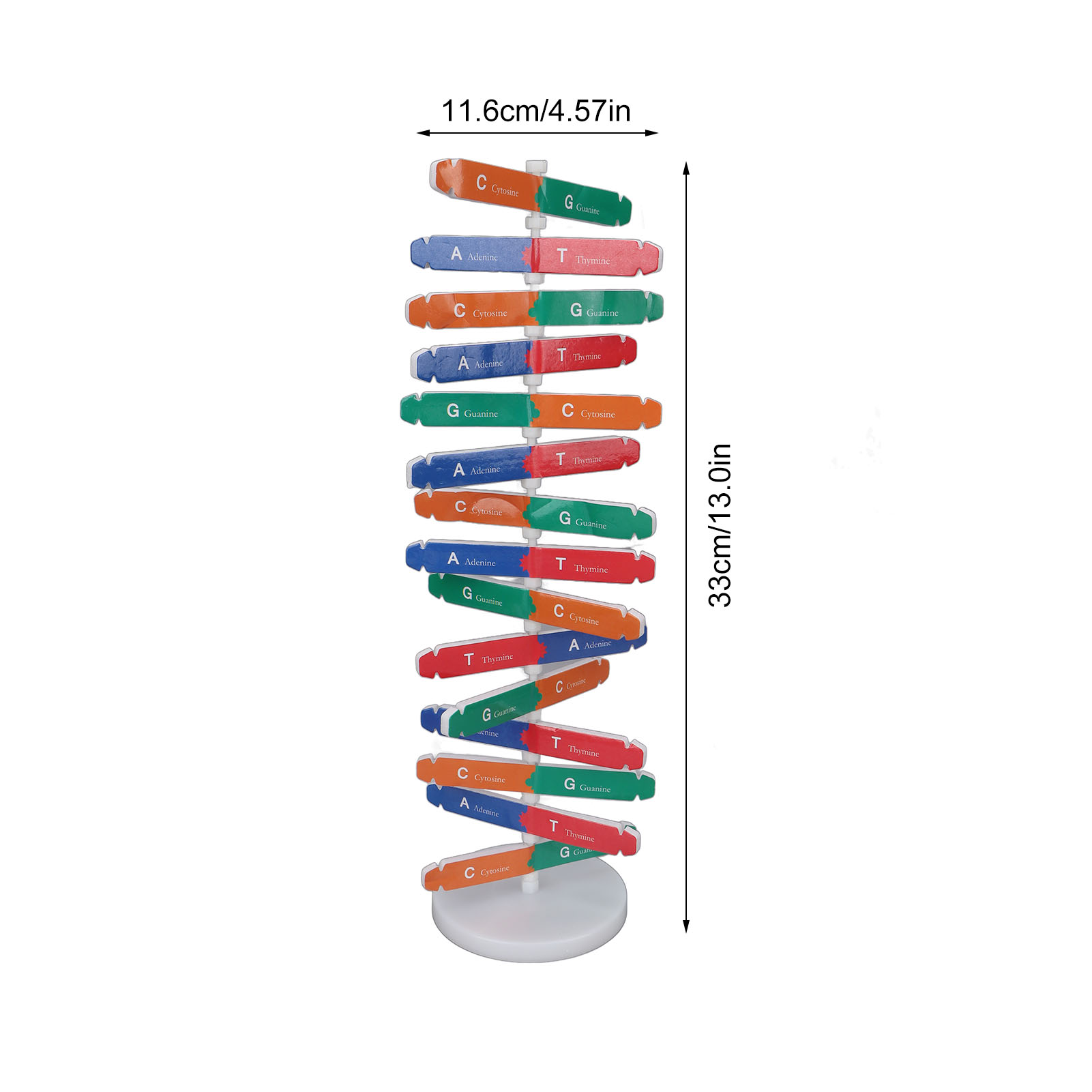 DNA Modeli Kiti İnsan DNA Mode - Science Kit incelemesi ve fiyatı