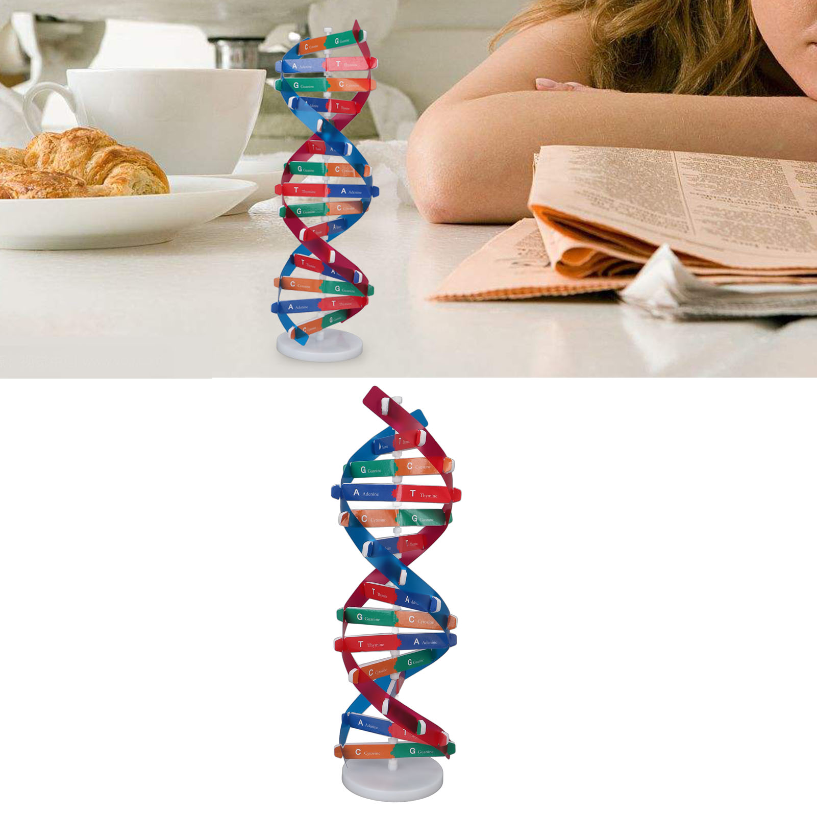 DNA Modeli Kiti İnsan DNA Mode - Science Kit incelemesi ve fiyatı